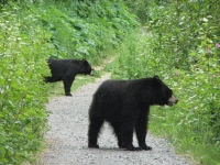 There were two bears